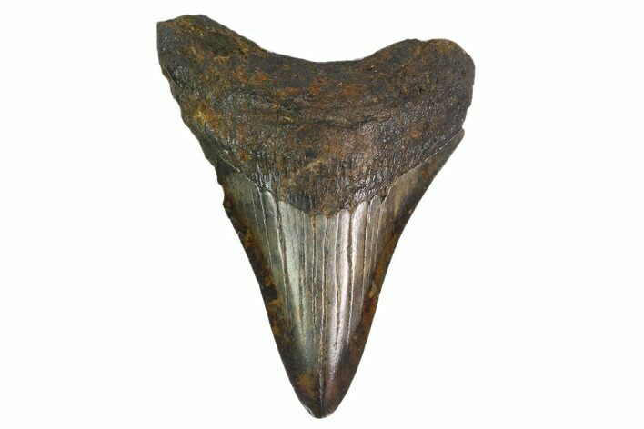 Fossil Megalodon Tooth - South Carolina #130087